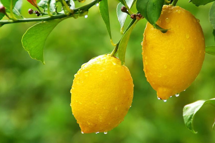 le citronnier