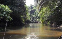 BIODIVERSITE : Autorités ivoiriennes et libériennes s’engagent pour la conservation du complexe forestier Taï-Grebo-Sapo