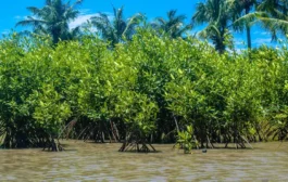 <strong>BIODIVERSITE : La Côte d’Ivoire a  perdu 50 % des forêts de mangroves en près de 30 ans</strong>