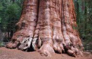 BIODIVERSITE: General Sherman, l'arbre le plus grand du monde