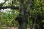 Forêts: Qu'en est-il de la grande muraille verte ivoirienne?