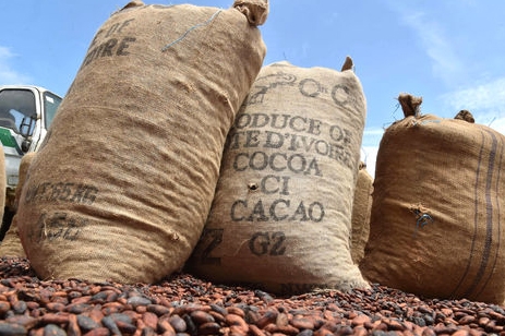 Agriculture : la commercialisation du cacao ivoirien reprend