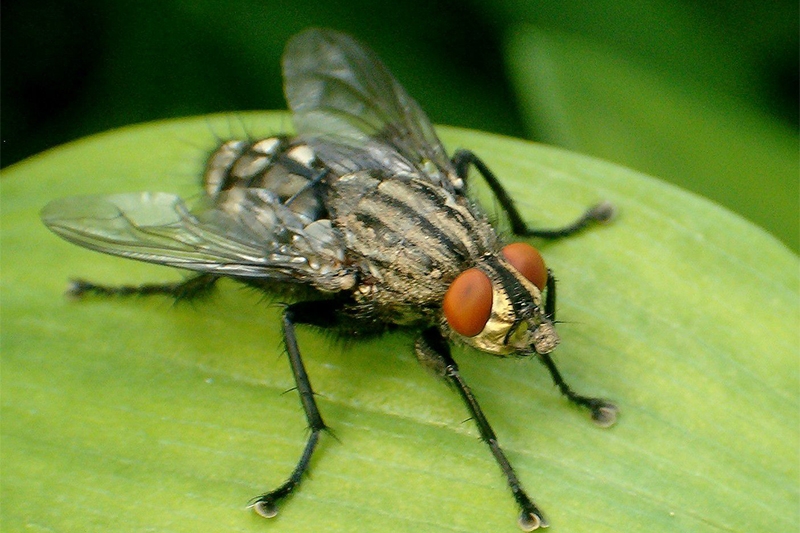 BIODIVERSITE: L’utilité des mouches dans la nature