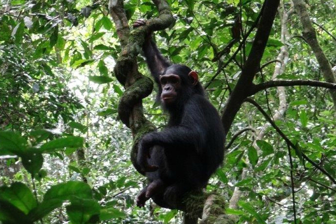 BIODIVERSITE: Les singes, une espèce en voie d’extinction