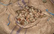 AGRICULTURE: Le conseil ivoirien de l’anacarde à Niakara