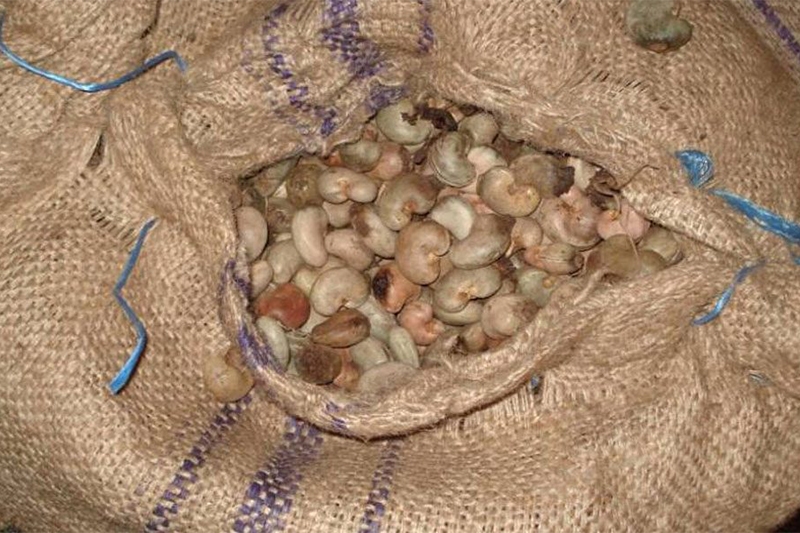 AGRICULTURE: Le conseil ivoirien de l’anacarde à Niakara