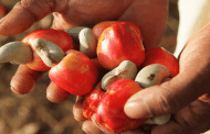 Agriculture : la BAD soutient la culture de l’anacarde au Burkina