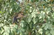 BIODIVERSITÉ: L’histoire des singes sacrés de Man