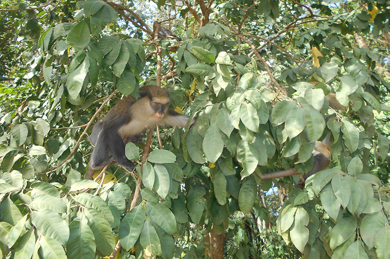 BIODIVERSITÉ: L’histoire des singes sacrés de Man