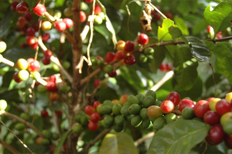 AGRICULTURE: La culture du café robusta au cœur des débats