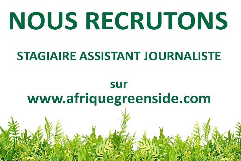Stage: Assistant journaliste