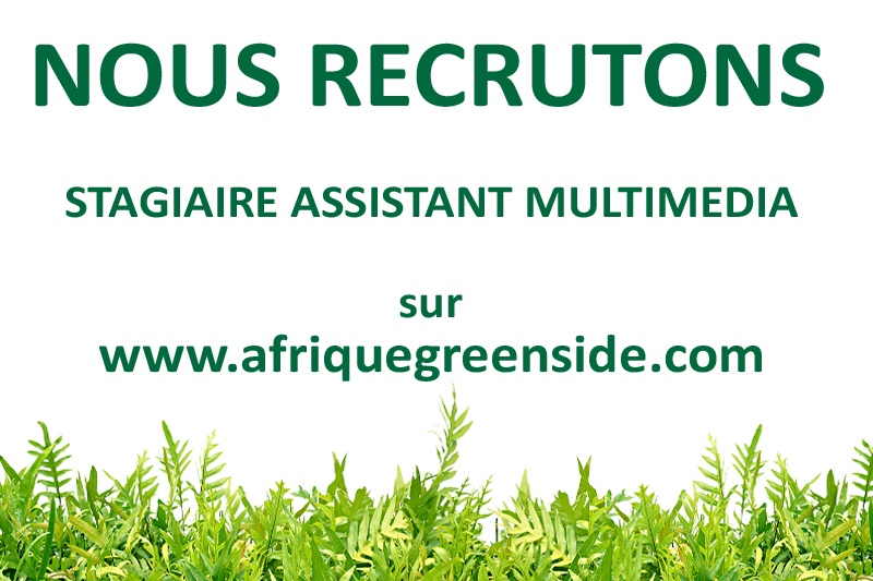 Stage: Assistant multimédia