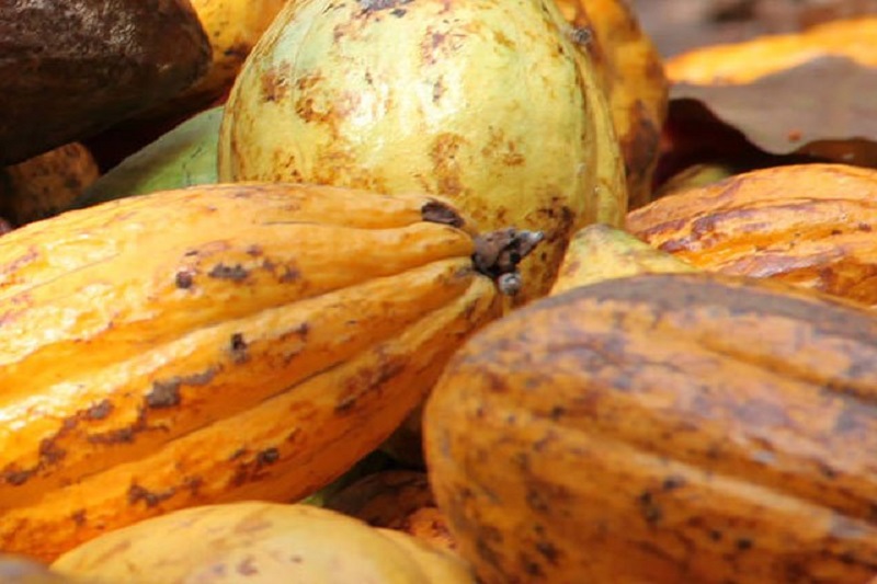 AGRICULTURE: Bientôt du cacao écologique ivoirien sur le marché