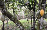 FORET: Lancement du cadre d'action commune Cacao-Forêts en Côte d'Ivoire