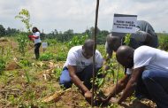Environnement : ECOBANK reboise deux hectares de forêt à Abidjan
