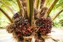 AGRICULTURE : La Côte d’Ivoire se dote d’un plan de communication pour une culture responsable de l’huile de palme