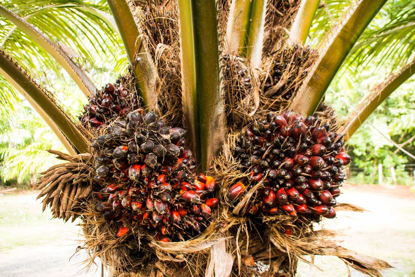 AGRICULTURE: Un plan de communication pour une huile de palme durable se prépare