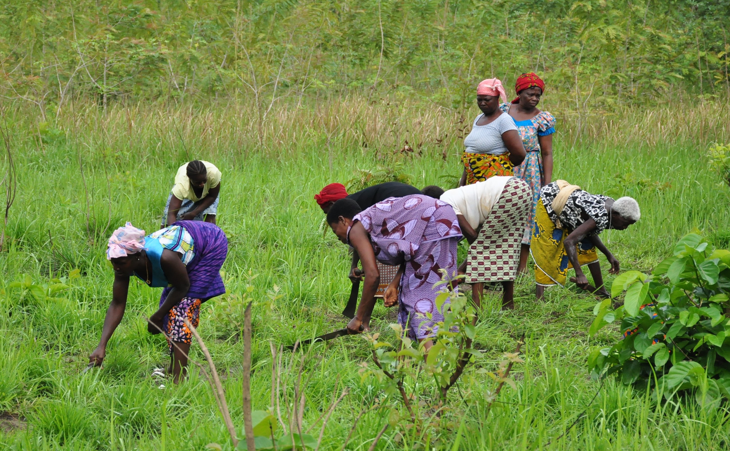 AGRICULTURE : La FAO déplore l’inégalité des sexes dans le droit foncier en Côte d’Ivoire