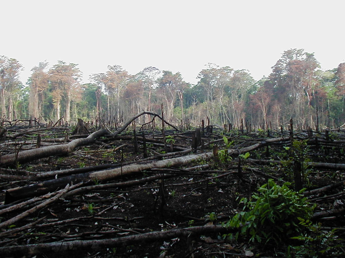 CÔTE D’IVOIRE : L’un des taux de déforestation les plus rapides au monde