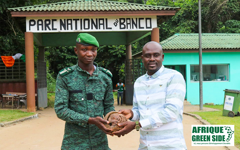 FAUNE : L’ONG AMISTAD récupère  un pangolin et le relâche dans le parc du Banco