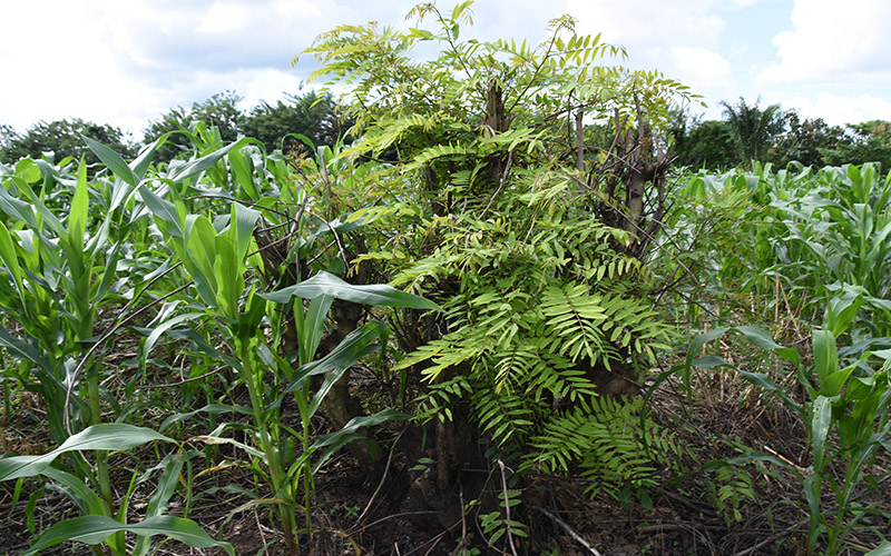 AGRICULTURE-FORET : L’acacia recommandé dans l’agroforesterie