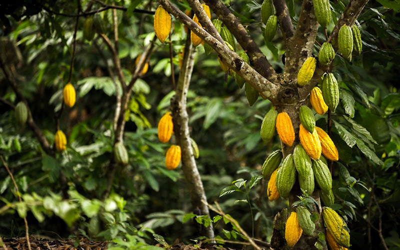 AGRICULTURE : 825 FCFA, le prix bord champs du kg de cacao en Côte d’Ivoire