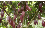 AGRICULTURE/CÔTED’IVOIRE : Les cacaoculteurs de M'Brimbo choisissent le cacao bio et doublent leurs revenus