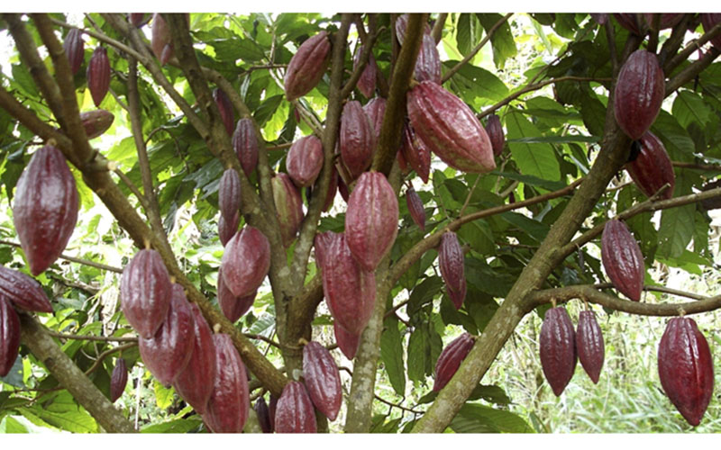 AGRICULTURE/CÔTED’IVOIRE : Les cacaoculteurs de M'Brimbo choisissent le cacao bio et doublent leurs revenus