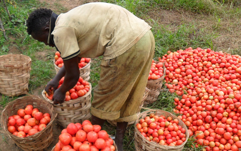 SECURITE ALIMENTAIRE : La Côte d’Ivoire vers une technique de conservation de la tomate fraiche