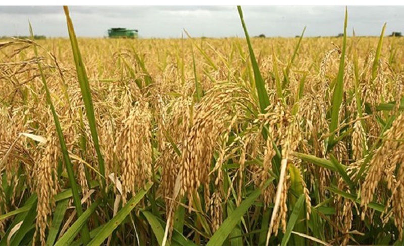 SECURITE ALIMENTAIRE : La Côte d’Ivoire toujours à la recherche de solutions pour son autosuffisance en riz