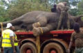 Faune : L’éléphant Ahmed à nouveau capturé à Brobo et transféré dans la réserve de N’zi River Lodge