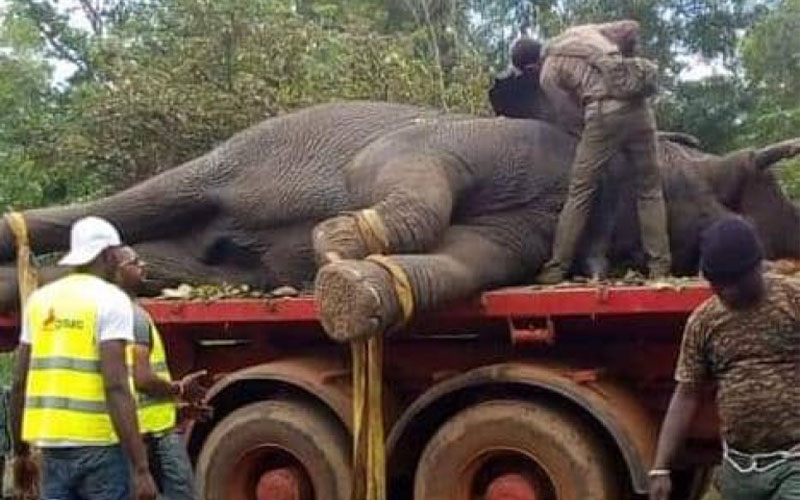 Faune : L'éléphant Ahmed à nouveau capturé à Brobo et transféré dans la réserve de N’zi River Lodge