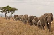 FAUNE : Pourquoi les éléphants sont-ils tant convoités ?