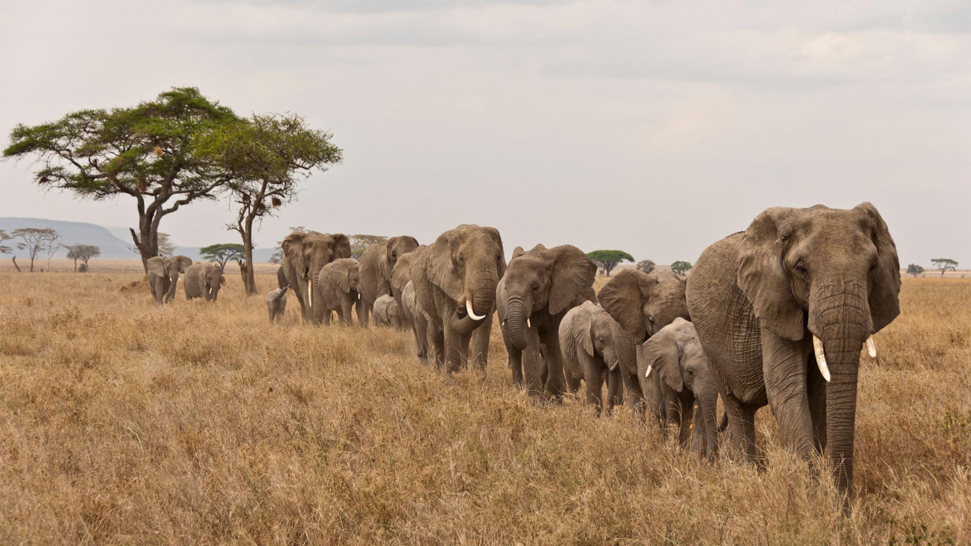 FAUNE : Pourquoi les éléphants sont-ils tant convoités ?