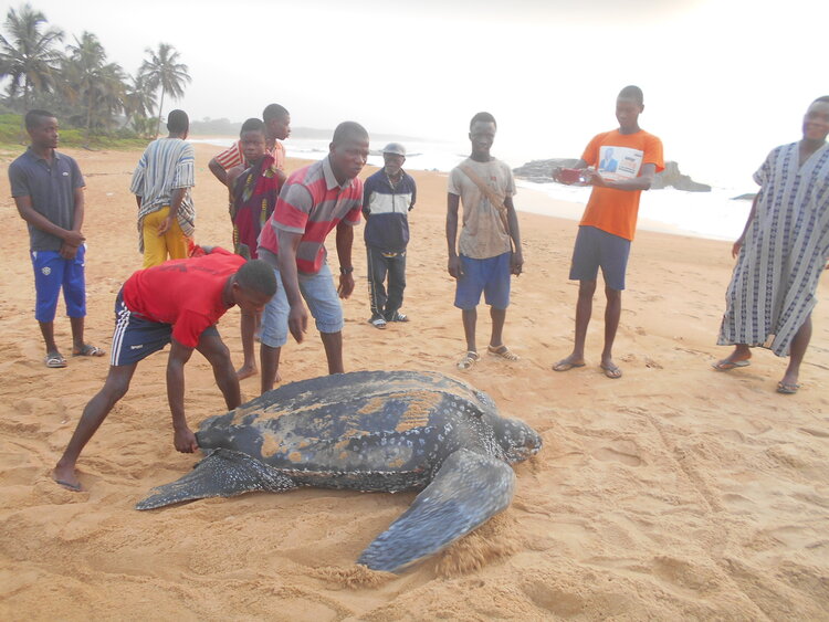 FAUNE AQUATIQUE : Grand Béréby, zone de ponte privilégiée des tortues marines en Côte d’Ivoire