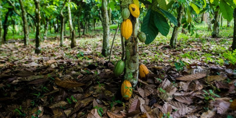 <strong>AGRICULTURE : Les acteurs de la filière font le point des travaux sur le système de traçabilité du cacao ivoirien </strong>