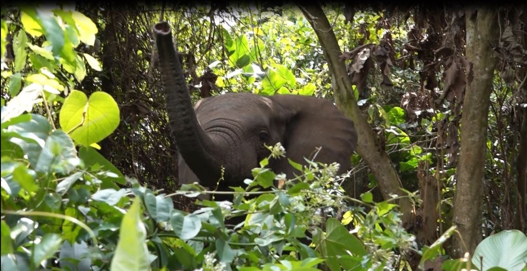 FAUNE : Trois éléphants repérés par les agents de la SODEFOR dans la forêt classée de la Davo