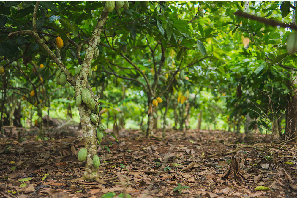 AGRICULTURE : Quand la cacaoculture décime les forêts ivoiriennes et ghanéennes