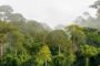 BIODIVERSITE : La Fondation pour les Parcs et réserves de Côte d’Ivoire octroie plus d’un milliard de subvention à l’OIPR