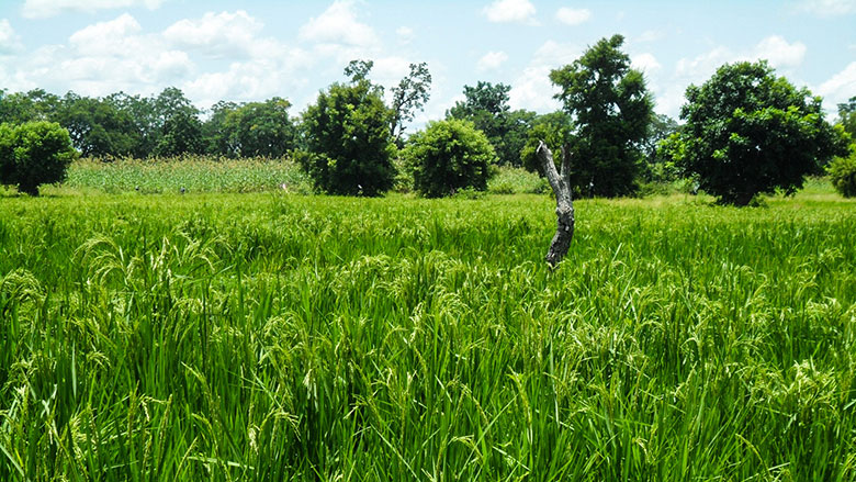 AGRICULTURE DURABLE : Unagribio et Israël forment 100 agriculteurs de  Gagnoa à la culture du riz bio