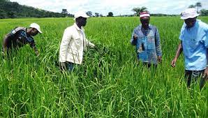 AGRICULTURE : La BOAD veut aider l’Afrique de l’Ouest à produire plus de 170 000 tonnes de riz par an