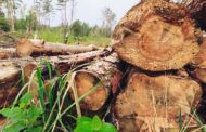 FORET : La Côte d’Ivoire vers l’identification de l’origine légale et la traçabilité des produits forestiers commercialisés
