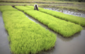 AGRICULTURE : La JICA lance un projet de promotion du riz local en Côte d’Ivoire