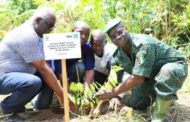 CÔTE D’IVOIRE : 19,5 hectares de forêt restaurés à Jacqueville
