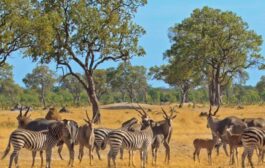 ZIMBABWE : face à la sécheresse, 2 500 animaux transférés du sud vers le nord