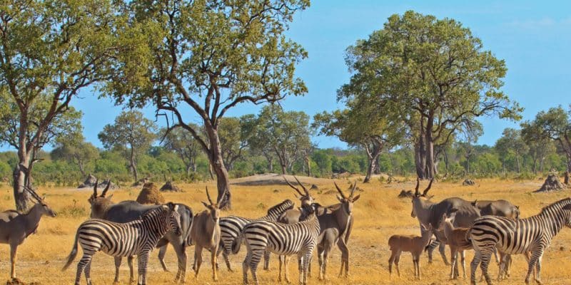 ZIMBABWE : face à la sécheresse, 2 500 animaux transférés du sud vers le nord